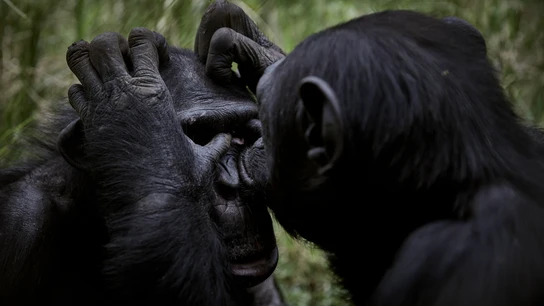 Imagen de dos chimpancés Simios COVID