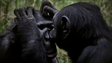 Imagen de dos chimpancés