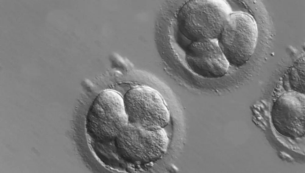 Embriones humanos producto de la reproducción asistida.