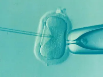 Los disruptores endocrinos afectan a la fertilidad masculina y femenina. Los disruptores endocrinos afectan a la fertilidad masculina y femenina.