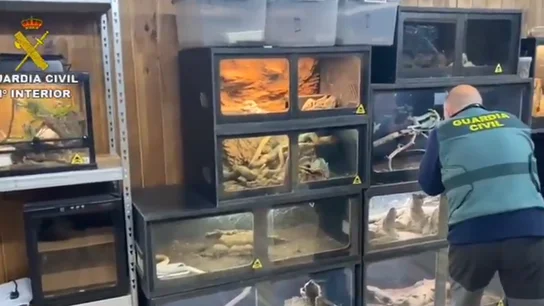 La Guardia Civil investiga a un hombre con más de 40 serpientes La Guardia Civil investiga a un hombre con más de 40 serpientes