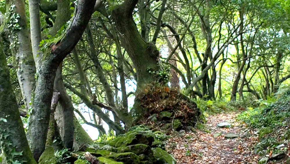 Isla de Cortegada Isla de Cortegada