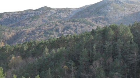 Bidueiral de Montederramo