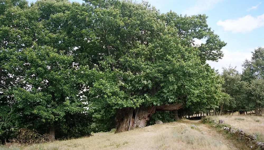 Castaño de Pumbariños