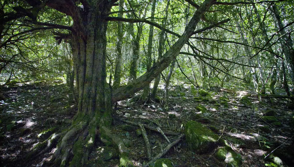 Teixidal de Casaio Teixidal de Casaio