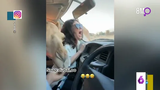 Los gritos de una joven cuando un camello mete la cabeza por la ventanilla de su coche Los gritos de una joven cuando un camello mete la cabeza por la ventanilla de su coche