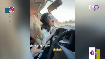Los gritos de una joven cuando un camello mete la cabeza por la ventanilla de su coche