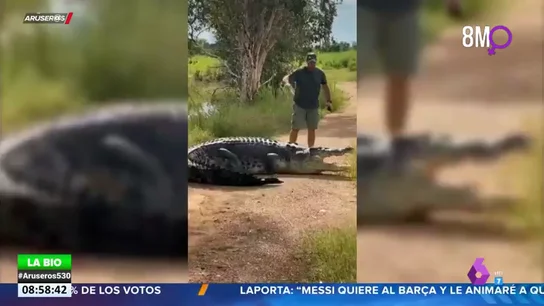 Un presentador ahuyenta a un cocodrilo de cinco metros solo con un palo y gritando Un presentador ahuyenta a un cocodrilo de cinco metros solo con un palo y gritando