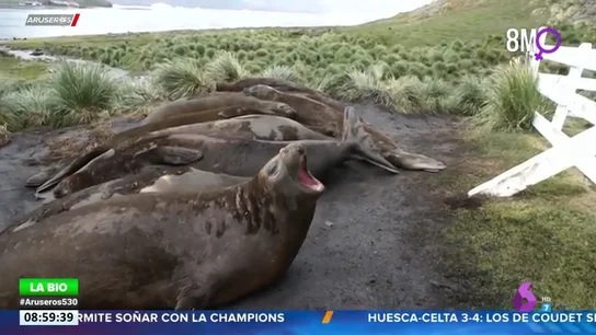 Así suena un elefante marino tirándose un eructo Así suena un elefante marino tirándose un eructo