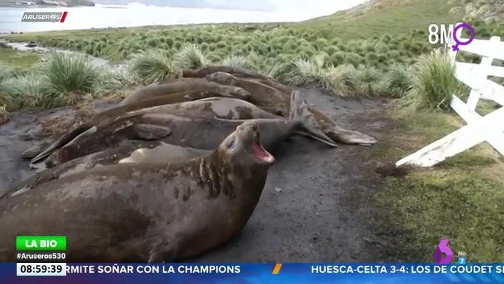 Así suena un elefante marino tirándose un eructo