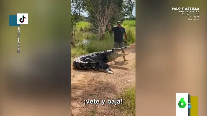 Con un palo minúsculo y a gritos: la divertida reacción de un reportero australiano al cruzarse con un cocodrilo