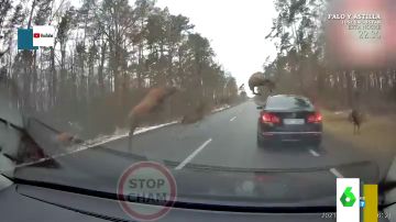 El impactante cruce de una manada de ciervos con dos coches en una carretera polaca