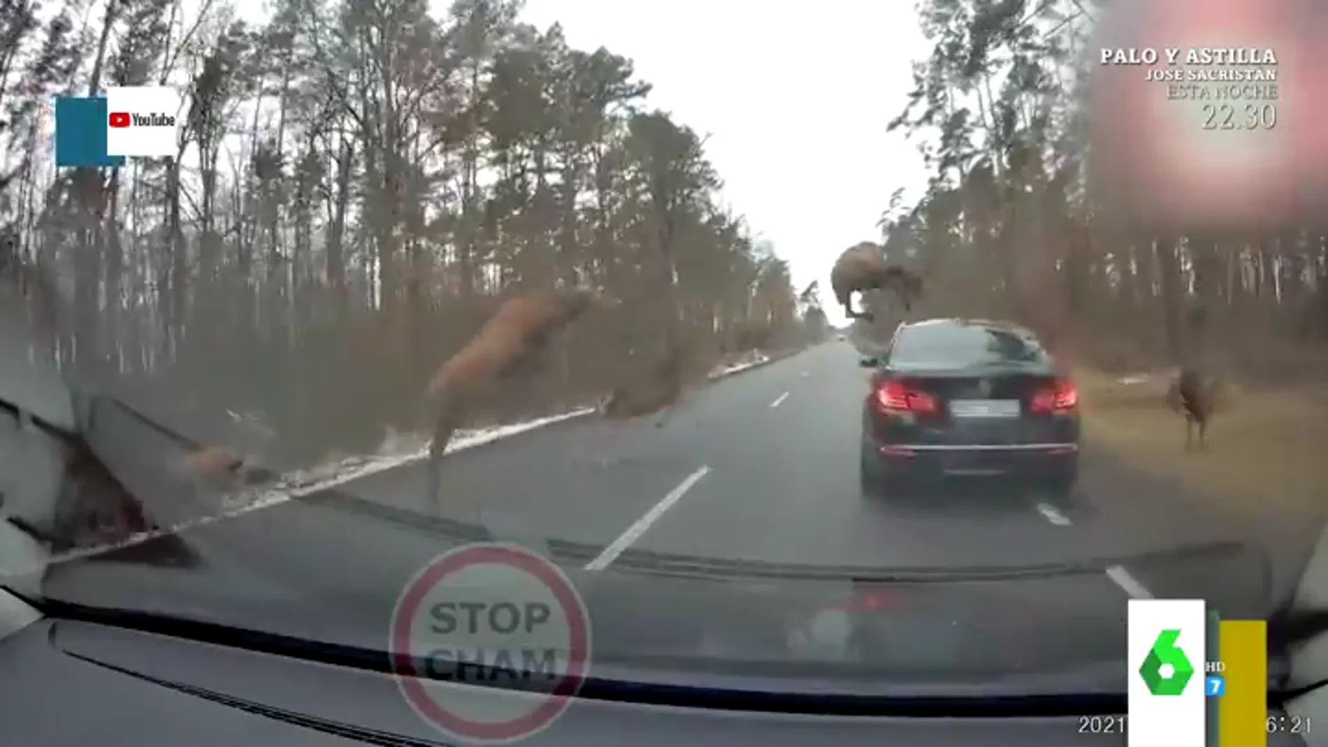 El impactante cruce de una manada de ciervos con dos coches en una carretera polaca