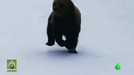 Oso Oso