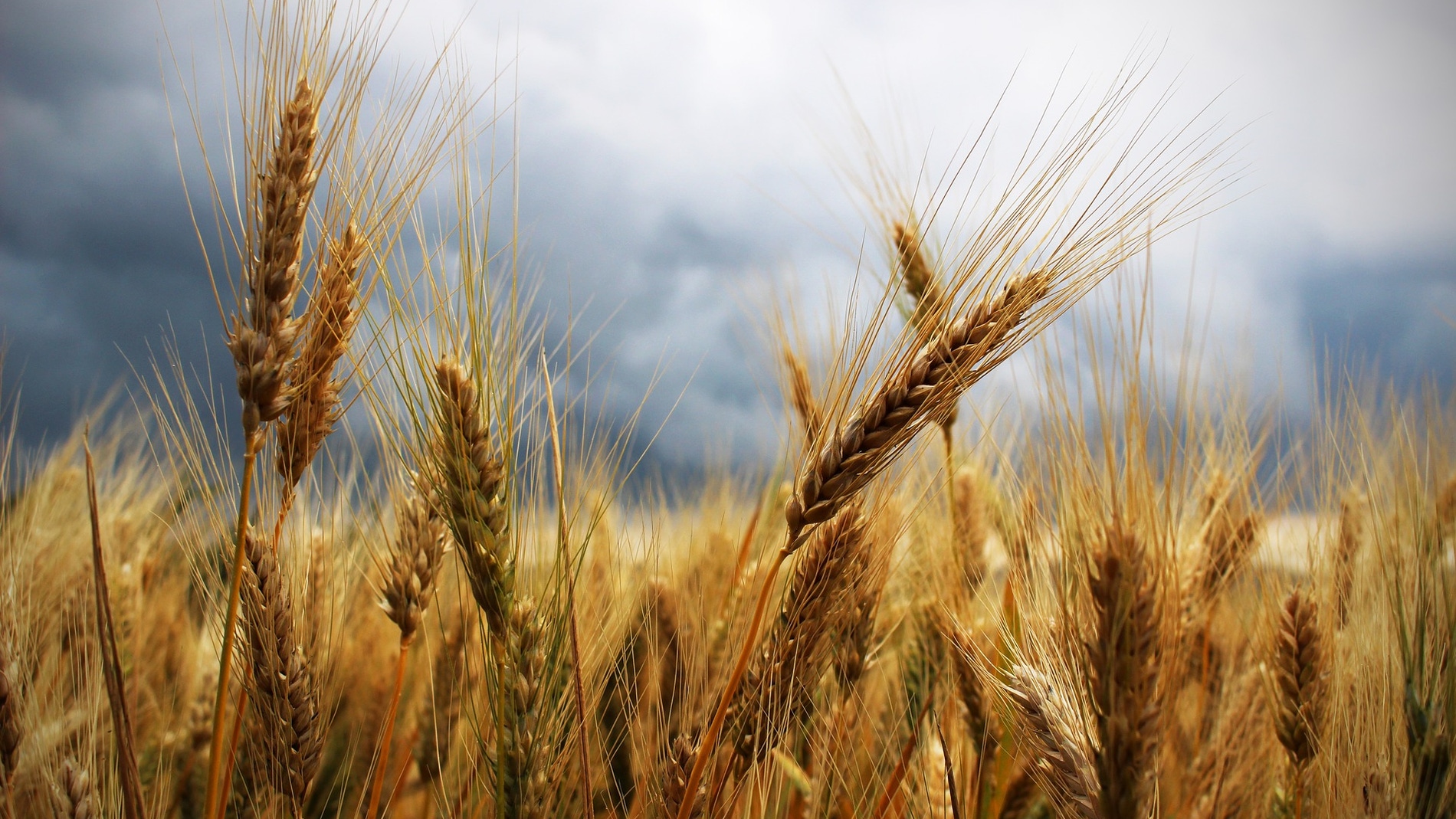 Cultivo de trigo