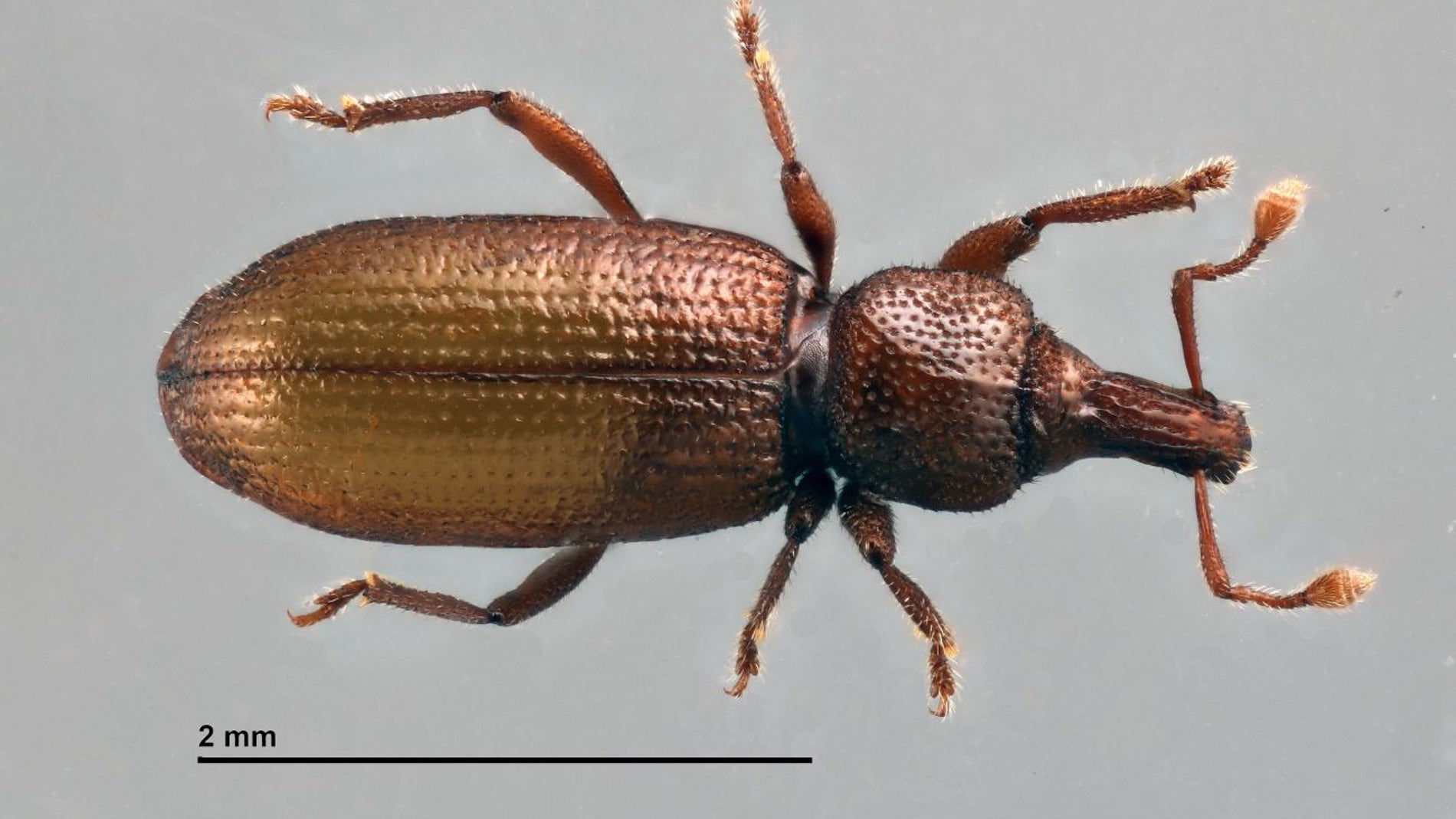 La especie Baezia aranfaybo
