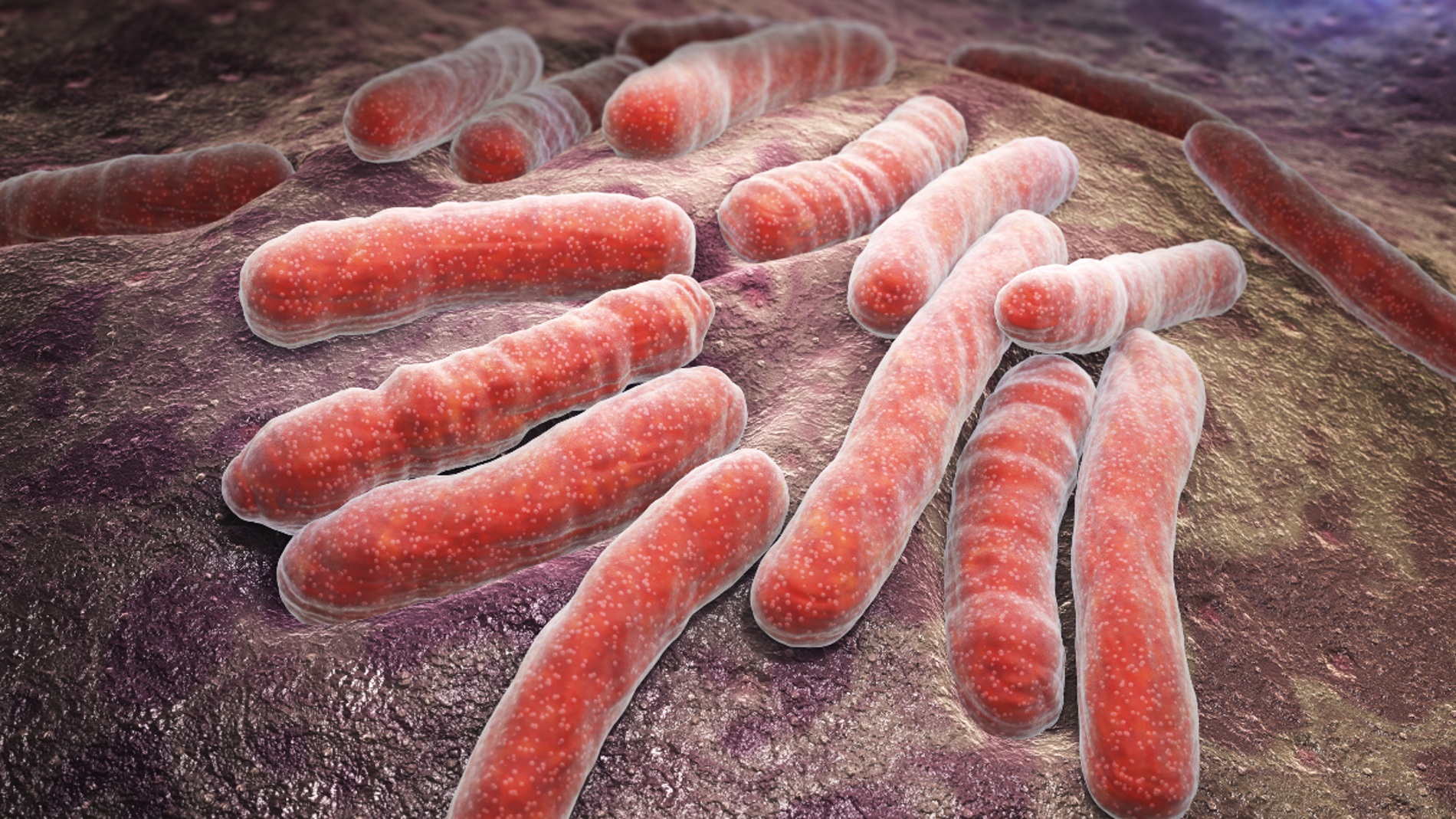 bacterias infecciosas de tuberculosis