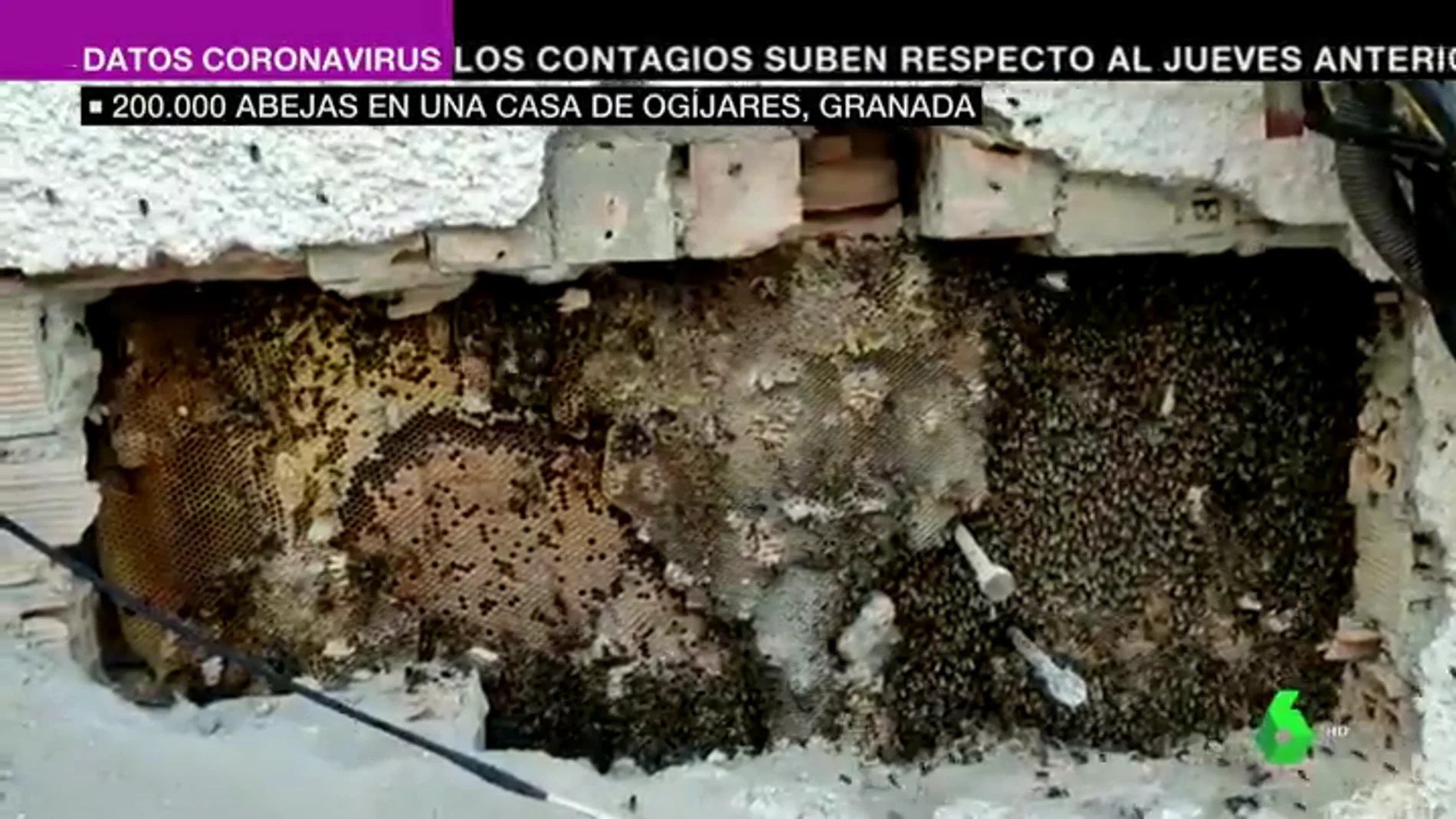 Descubren un enorme panal con 200.000 abejas en la pared de una casa habitada de Ogíjares, Granada