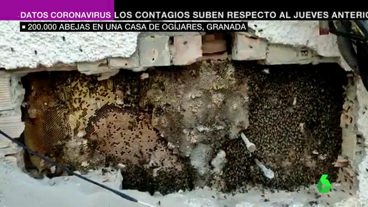 Descubren un enorme panal con 200.000 abejas en la pared de una casa habitada de Ogíjares, Granada