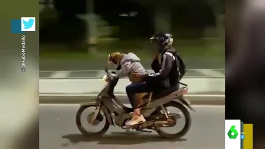 Perro conduciendo una moto Perro conduciendo una moto