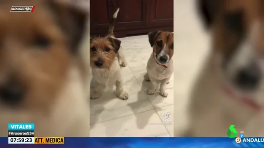 El vídeo viral de un perro cantando el 'Feliz Cumpleaños' junto a su dueña El vídeo viral de un perro cantando el 'Feliz Cumpleaños' junto a su dueña