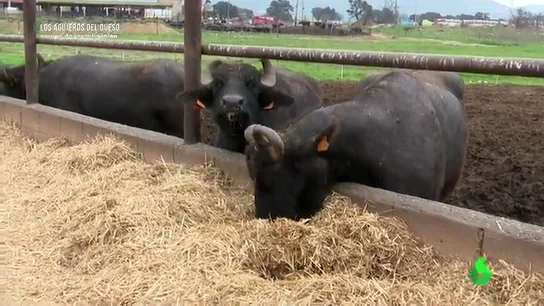 Investigan los posibles riesgos para la salud de una mozzarella "100% de leche de búfala" vendida en Cataluña Investigan los posibles riesgos para la salud de una mozzarella "100% de leche de búfala" vendida en Cataluña