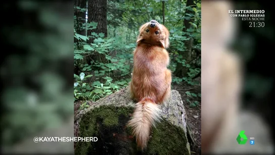 Kiko, la perrita que posa siempre igual ante las cámaras Kiko, la perrita que posa siempre igual ante las cámaras