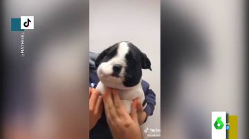 El tierno vídeo viral de un cachorro con la cara hinchada por el picotazo de una abeja