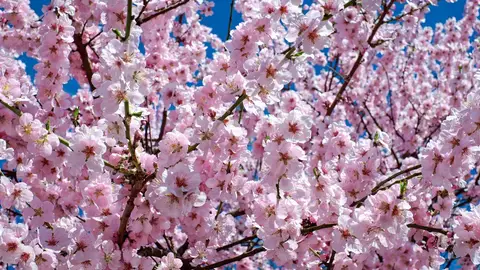 Cerezos en flor Cerezos en flor