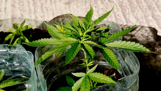 Una planta de marihuana Una planta de marihuana