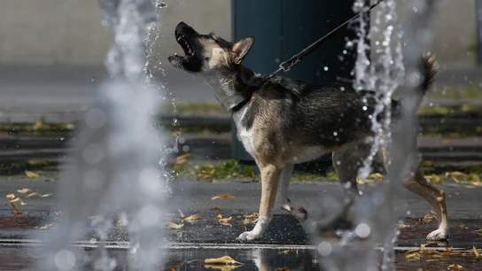 Imagen de un perro en Rusia Vacuna anticovid animales