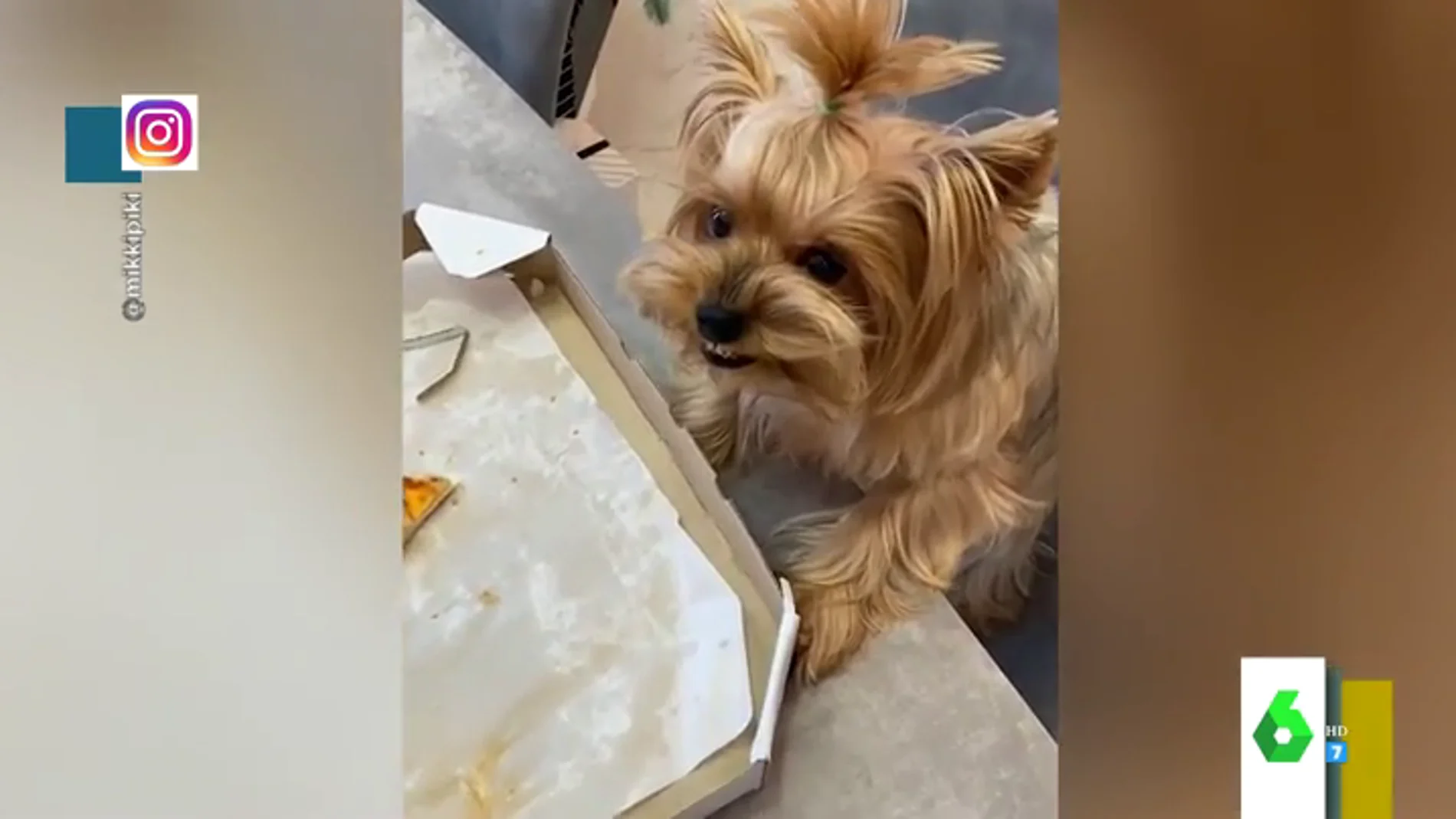 La divertida y enfurecida reacción de un perro con su dueño al ver un cacho de pizza