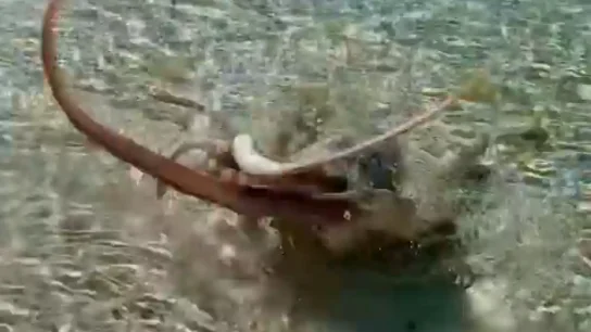 Un pulpo ataca a un hombre en una playa de Australia Un pulpo ataca a un hombre en una playa de Australia
