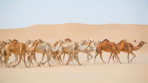 Camel racing
