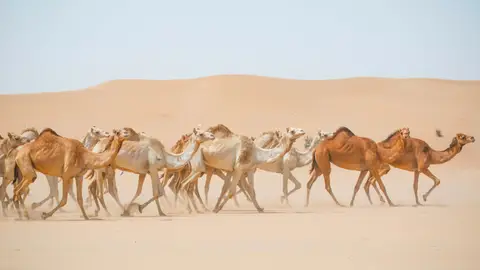Camel racing Camel racing