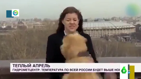 Un perro se cuela en un directo para robar el micrófono a la reportera Un perro se cuela en un directo para robar el micrófono a la reportera