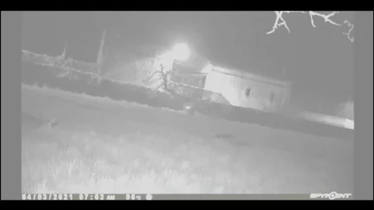 Graban el momento en el que un lobo se lleva a un cordero de dos meses Graban el momento en el que un lobo se lleva a un cordero de dos meses