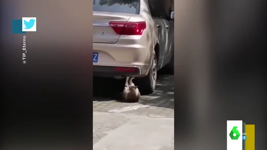 Un gato haciendo abdominales o un perro subido a una tabla de surf: así hacen ejercicio algunos animales Un gato haciendo abdominales o un perro subido a una tabla de surf: así hacen ejercicio algunos animales