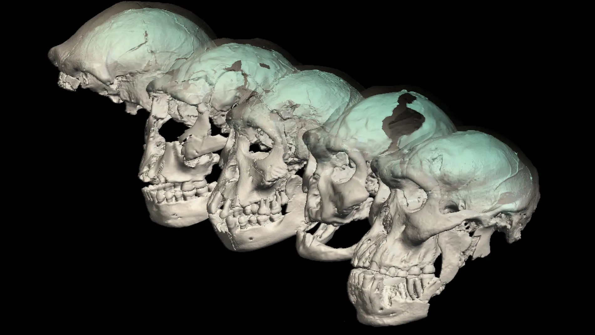 Los rasgos que distinguen al cerebro humano moderno surgieron despues de su dispersion desde Africa