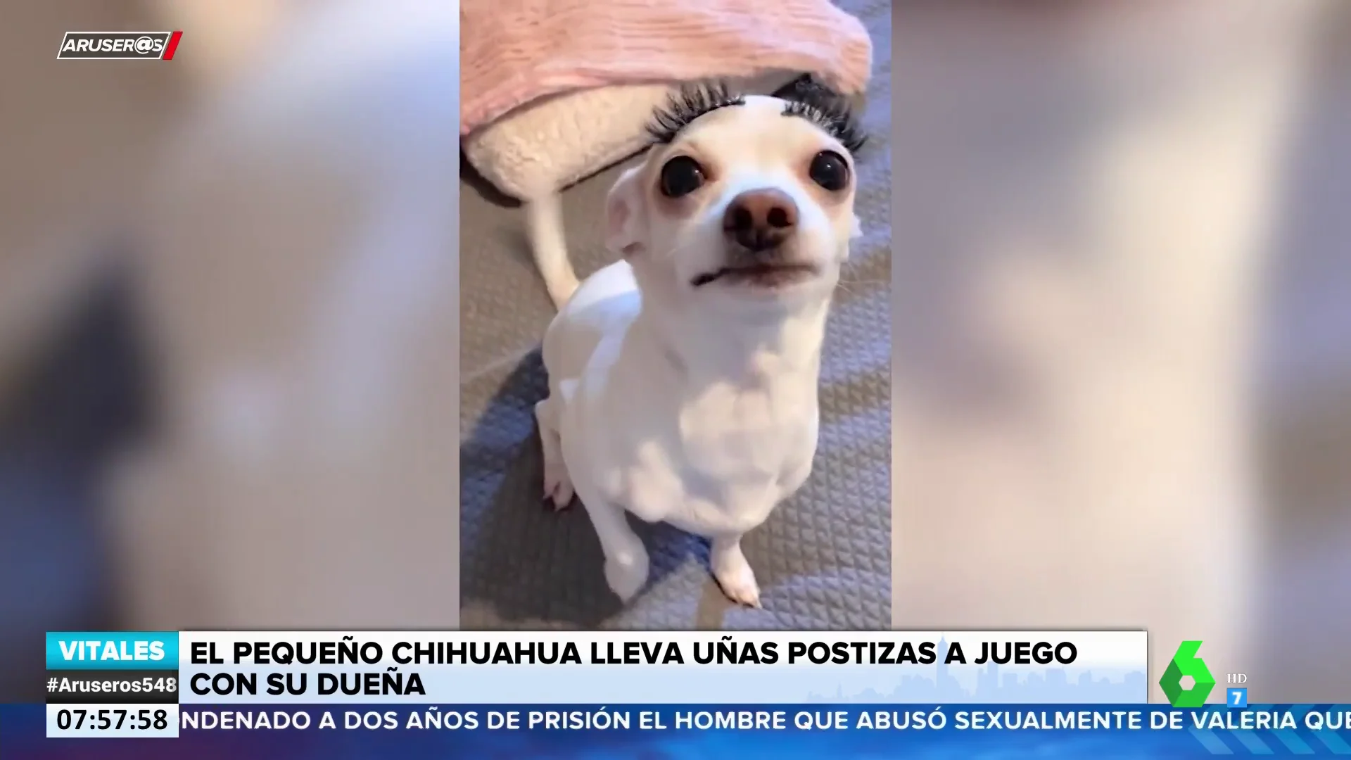 La sorprendente imagen de un perro tras colocarle uñas y pestañas postizas