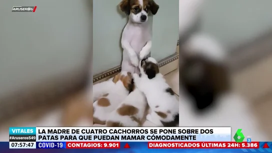 La tierna imagen de una perra amamantando a sus cachorros a dos patas La tierna imagen de una perra amamantando a sus cachorros a dos patas
