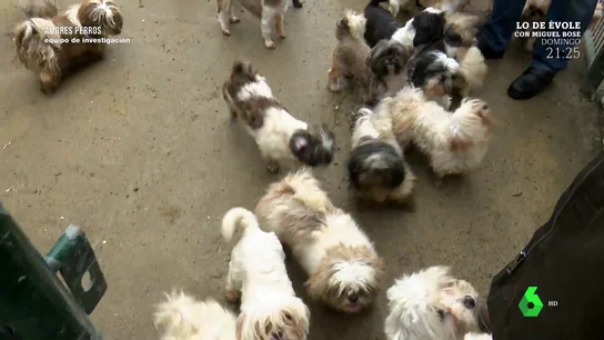 Así funciona un criadero legal de perros en España: "Nos llama muchísima gente con cantidad de estafas de todo tipo" Así funciona un criadero legal de perros en España: "Nos llama muchísima gente con cantidad de estafas de todo tipo"