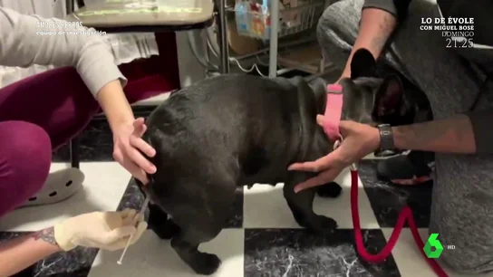 El vídeo que muestra el impactante proceso de una inseminación de perros low cost: "Puede lacerar el pene o provocar heridas" El vídeo que muestra el impactante proceso de una inseminación de perros low cost: "Puede lacerar el pene o provocar heridas"