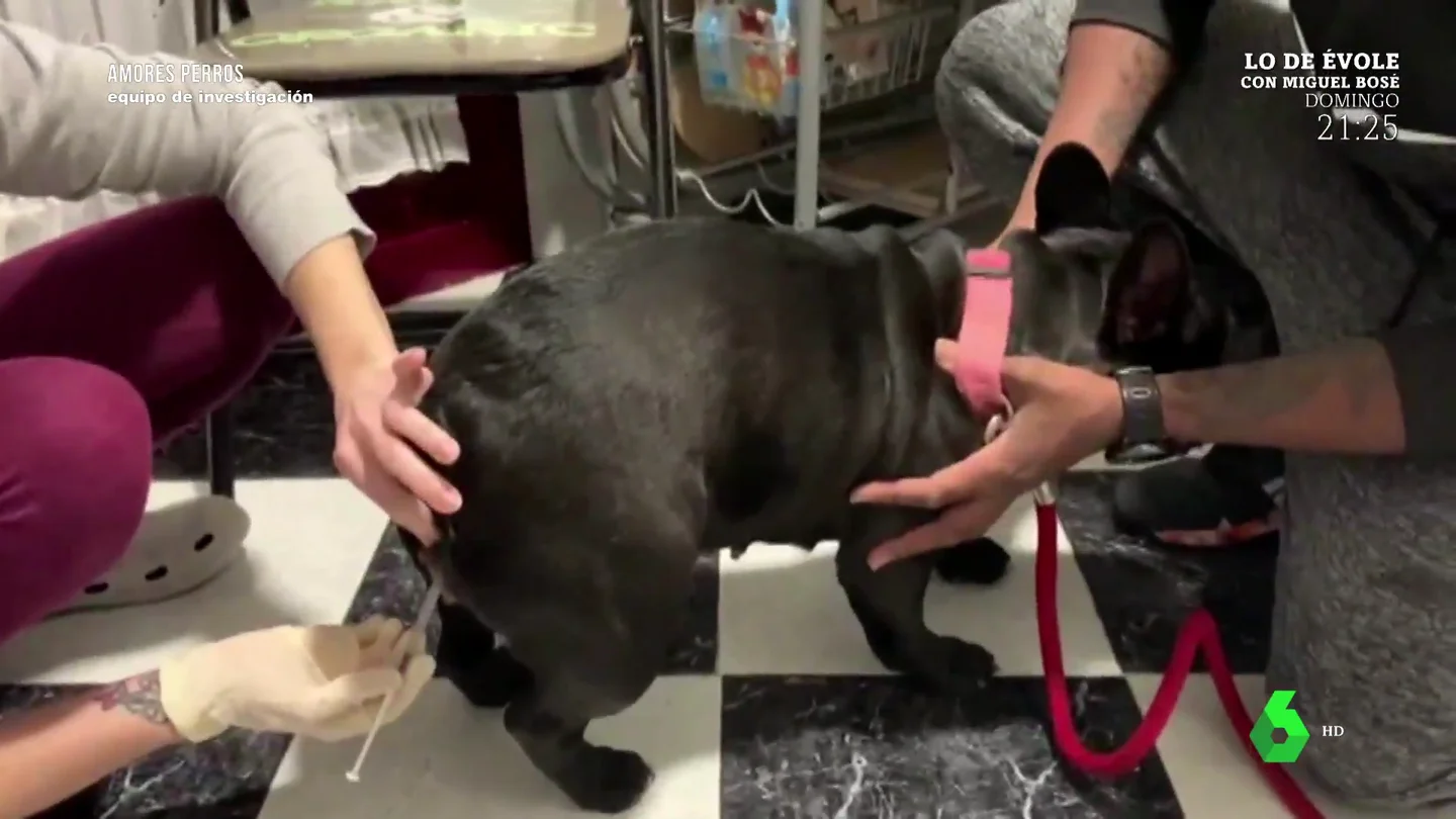 El vídeo que muestra el impactante proceso de una inseminación de perros low cost: "Puede lacerar el pene o provocar heridas" El vídeo que muestra el impactante proceso de una inseminación de perros low cost: "Puede lacerar el pene o provocar heridas"