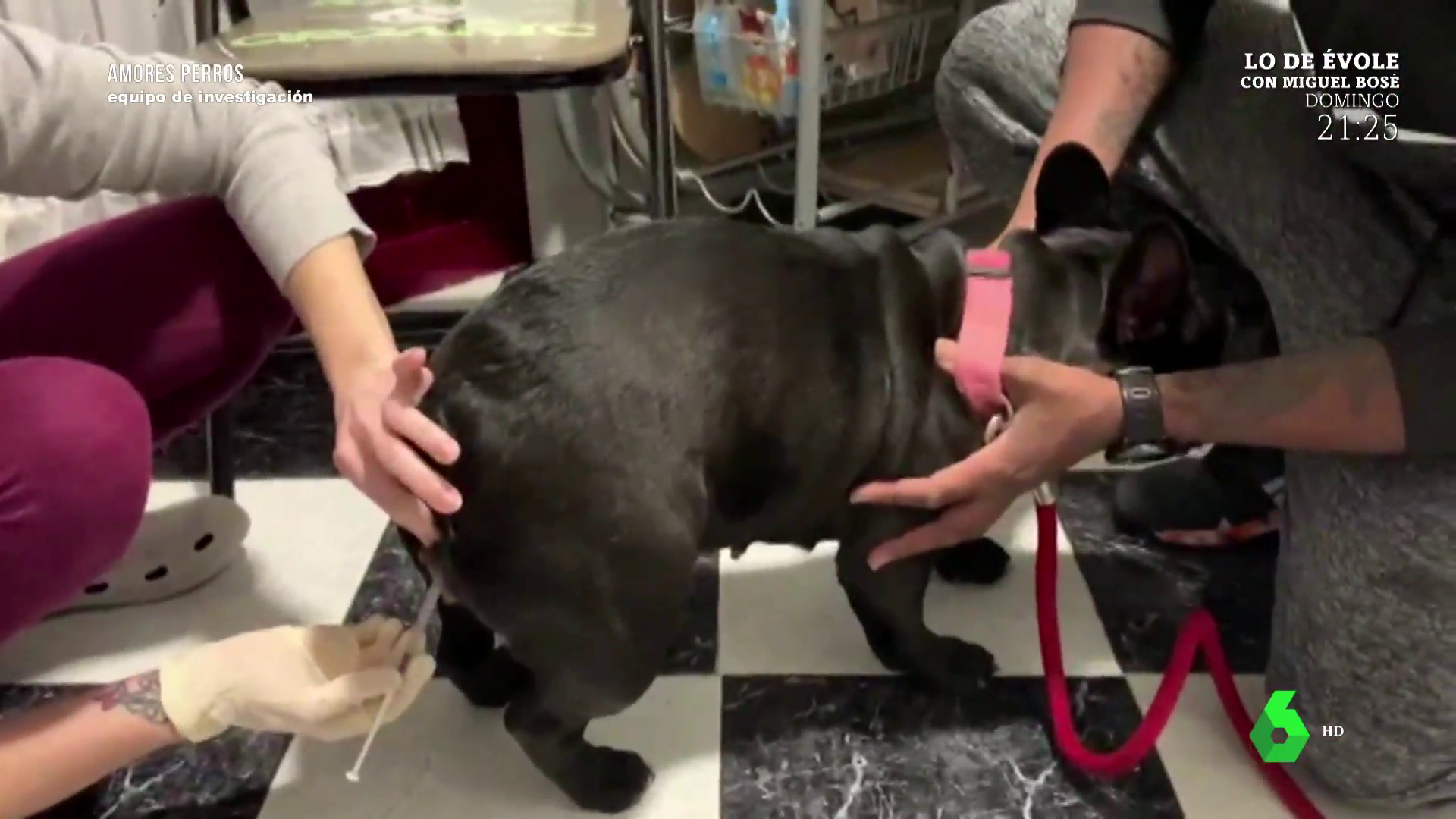 El muestra el impactante proceso de inseminación de perros low cost: "Puede lacerar el pene o provocar heridas"