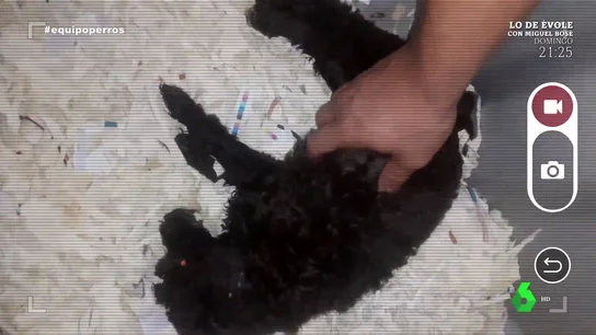 Habla un extrabajador de una tienda donde morían "cuatro o cinco perros diarios": "Se metían en un saco de basura y a un congelador" Habla un extrabajador de una tienda donde morían "cuatro o cinco perros diarios": "Se metían en un saco de basura y a un congelador"