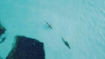 Persecución de un tiburón a un cocodrilo en Australia
