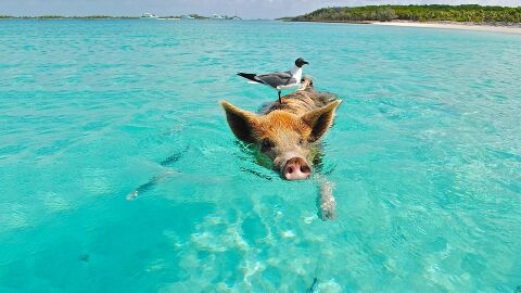 Pig Beach (Isla de los Cerdos, Bahamas)