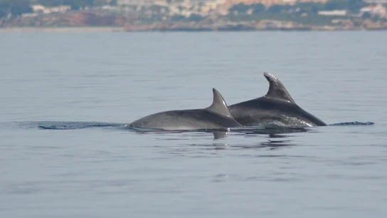 Liberados dos ejemplares de delfín mular de la almadraba de La Azohía, en Cartagena Liberados dos ejemplares de delfín mular de la almadraba de La Azohía, en Cartagena