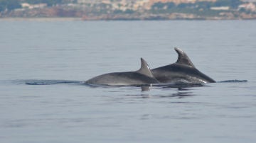Liberados dos ejemplares de delfín mular de la almadraba de La Azohía, en Cartagena